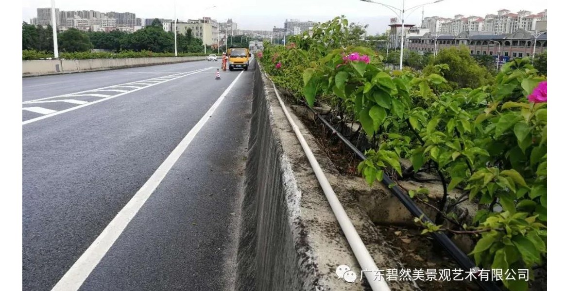 狮山镇罗村西隆片区绿化管养项目