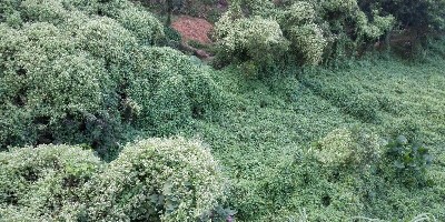 你知道有哪些“植物杀手“吗？