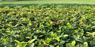 <i style='color:red'>园林绿化</i>植物主要虫害防治——叶部害虫